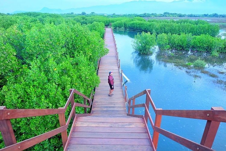 Tempat Wisata Mangrove Probolinggo