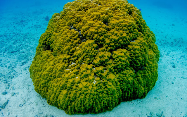 Found this big coral on the way back to the shore