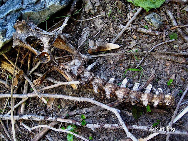 This looks to be the pelvis and spine of a deer. There were many bone in this area. Probably deer remains. There were several of these found in Devil's Gulch.