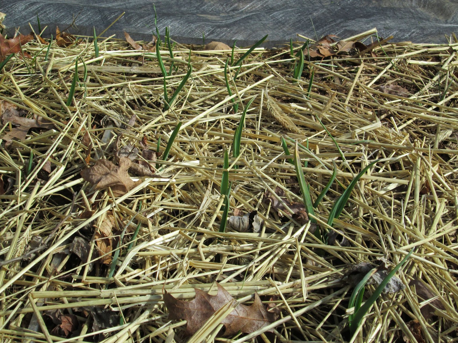 Open Coop: Fall Garden Preparation