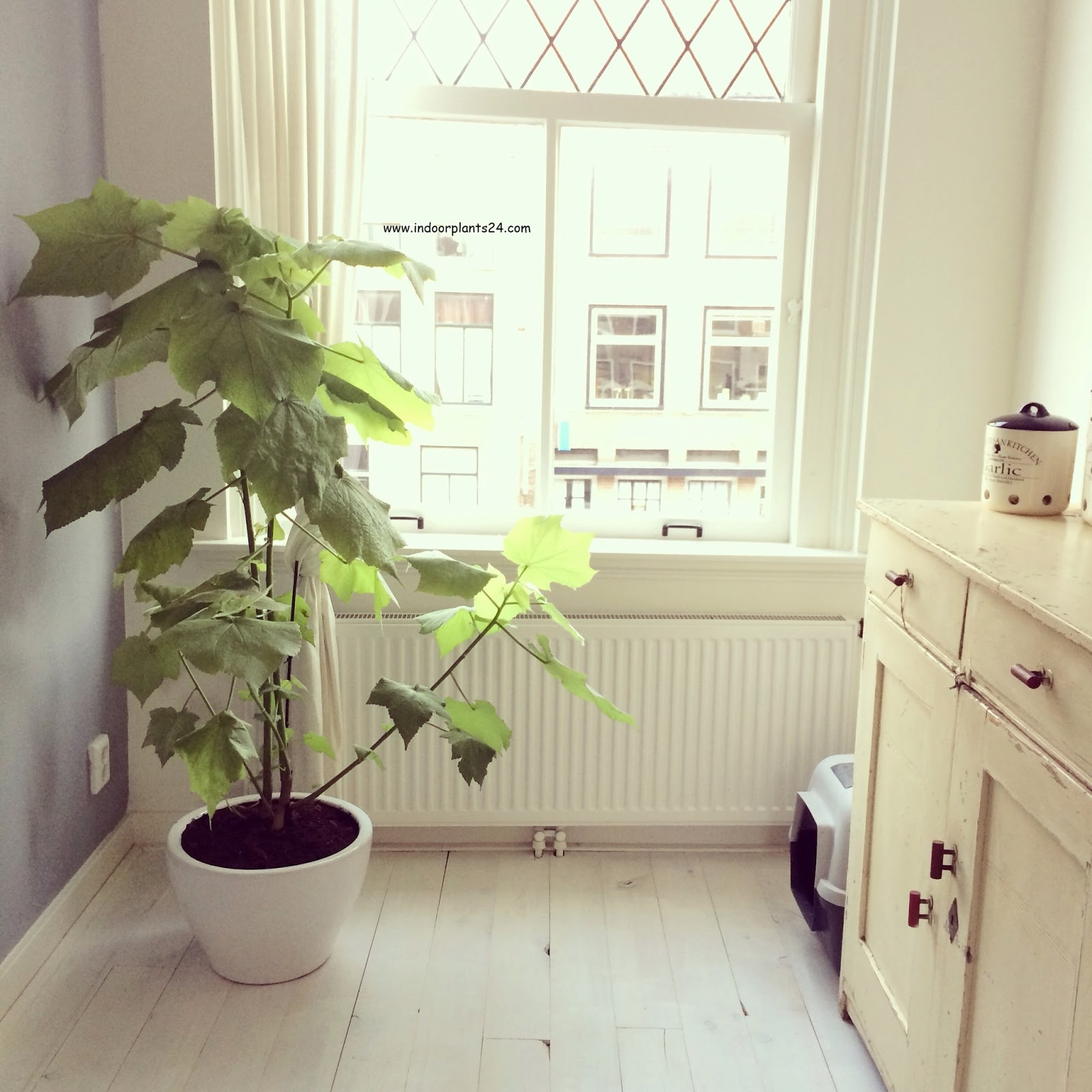 Parrmannia Africana [African Hemp] Plant Fact, Care & Benefits