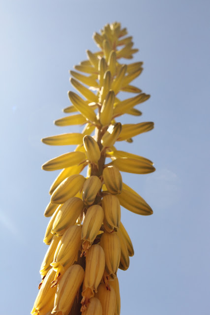 A detail image of my Aloe vera