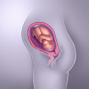 30 haftalık gebelik görüntüsü