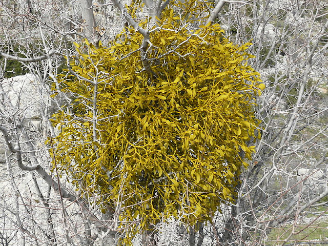 mistletoe growing on bare branches in winter