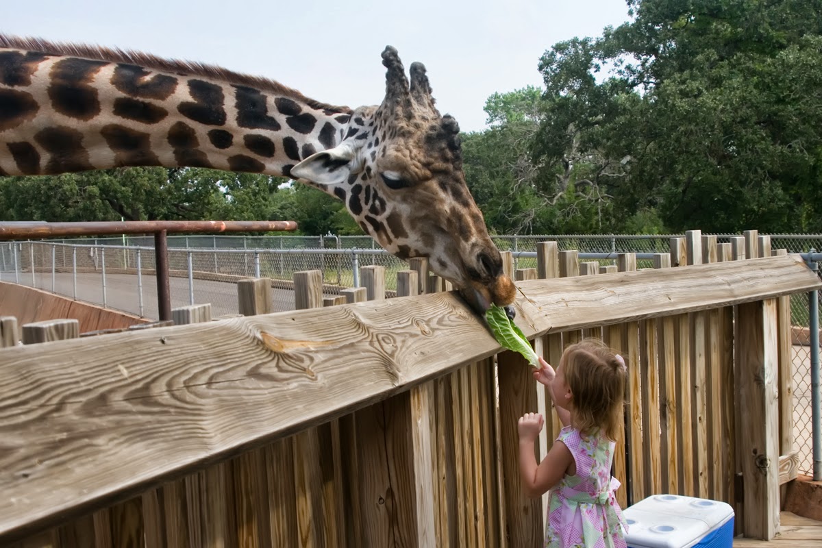 Mud Pies and Tea Parties Feeding the Giraffes at the OKC Zoo