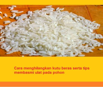 Cara menghilangkan kutu beras serta tips membasmi ulat pada pohon