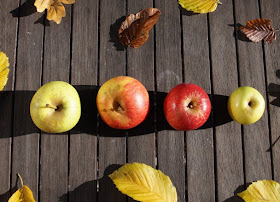 Äpfel pflücken auf der Streuobstwiese. Die Kostprobe mit den selbst gepflückten Äpfeln ist für Kinder eine wertvolle Erfahrung.