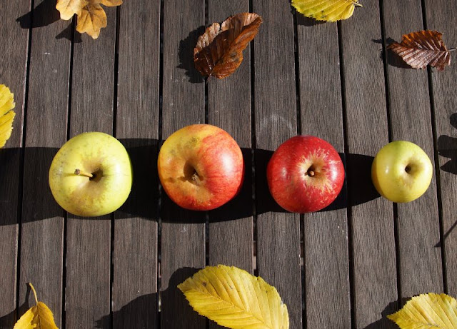 Äpfel pflücken auf der Streuobstwiese. Die Kostprobe mit den selbst gepflückten Äpfeln ist für Kinder eine wertvolle Erfahrung. Äpfel pflücken auf der Streuobstwiese. Die Kostprobe mit den selbst gepflückten Äpfeln ist für Kinder eine wertvolle Erfahrung.
