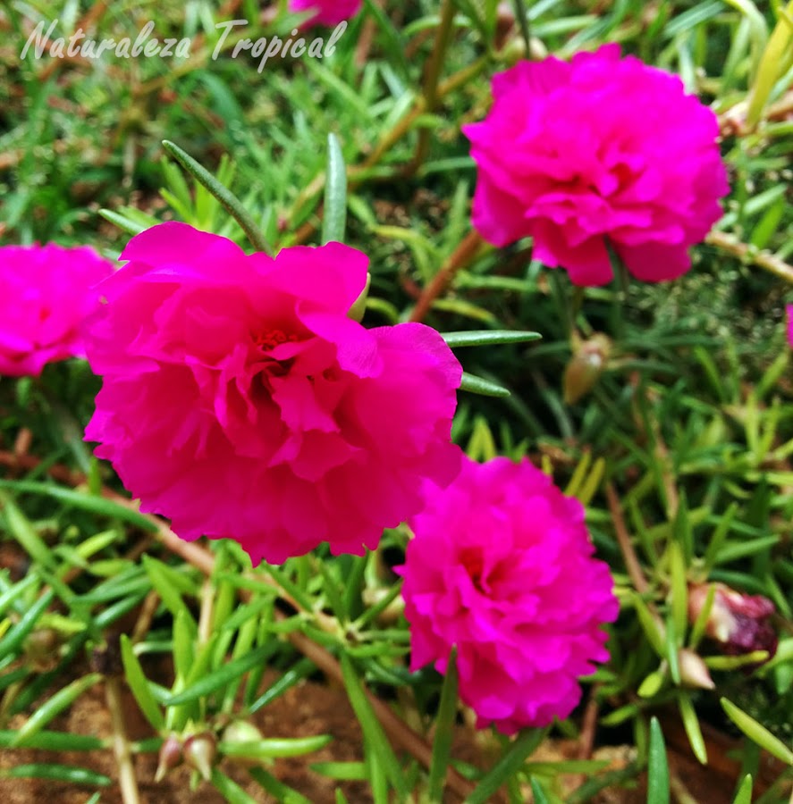 Manual para cuidar tu Diez del Día o Diez de la Mañana, Portulaca pilosa