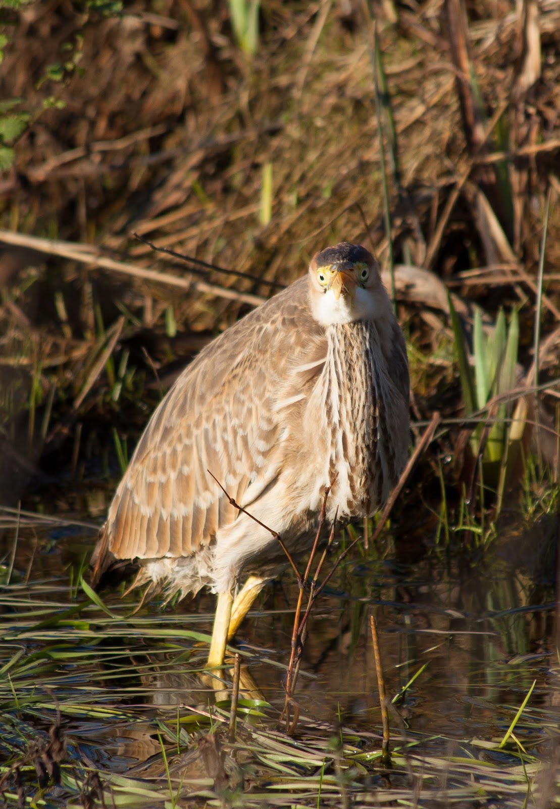 Purple Heron - Capel Gwyn, Anglesey Purple Heron - Capel Gwyn, Anglesey