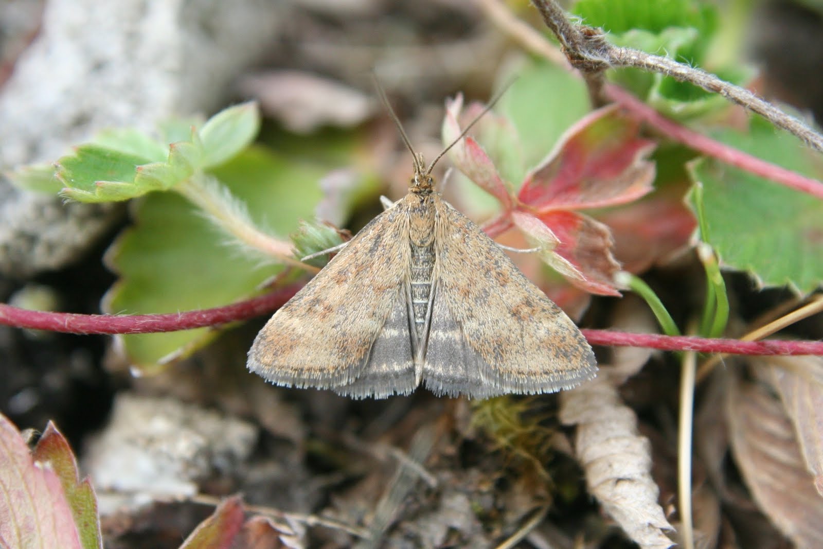 Valley Naturalist Blast furnace slag a substrate of some interest