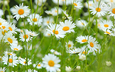 Daisy-Flower-HD-Wallpapers.jpg