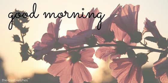 sweet-good-morning-monday-with-flowers sweet good morning monday with flowers