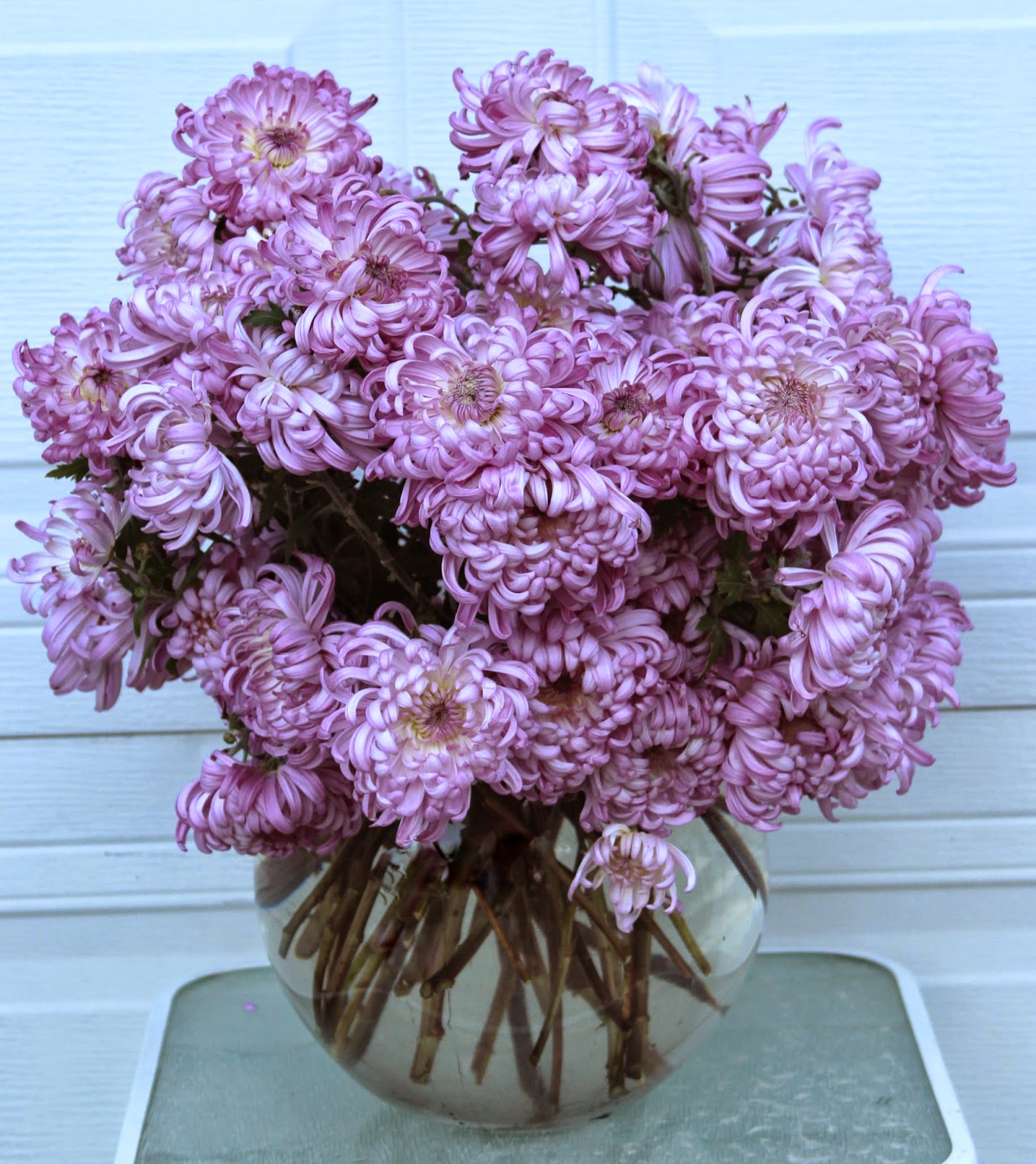 CHRYSANTHEMUMS Longlasting in the vase for fall arrangements