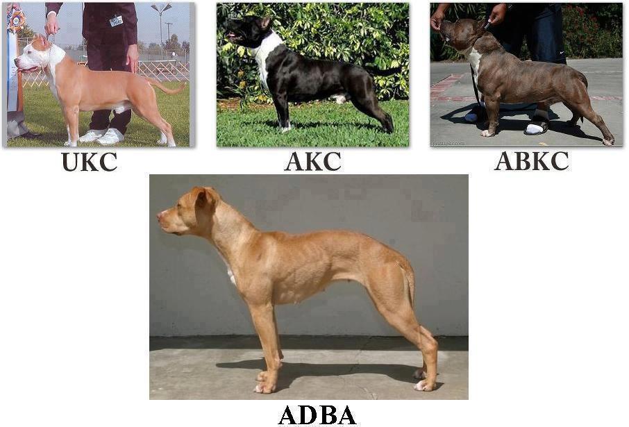 Abkc Papers Ukc Registered Bullies Staffordshire Bull Terrier
