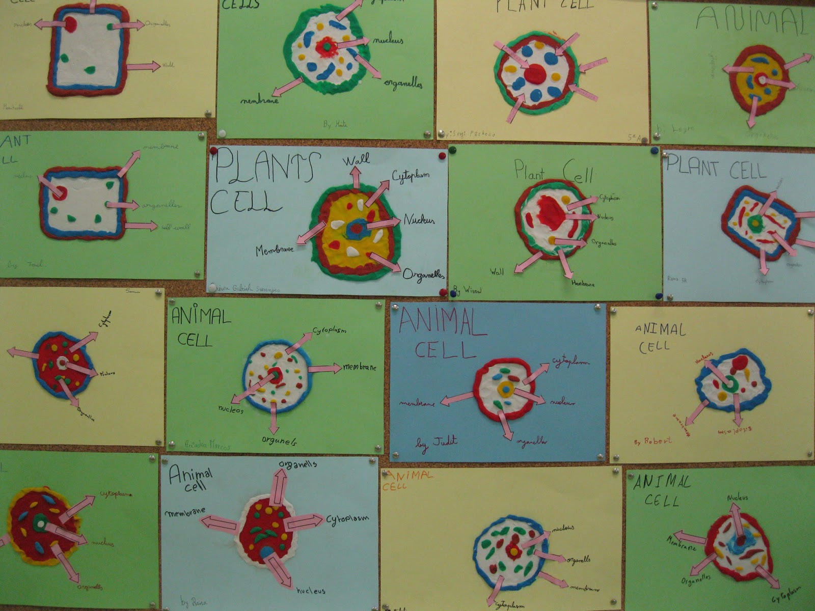 Ignasi Peraire Science Blog: Cells (5th grade)