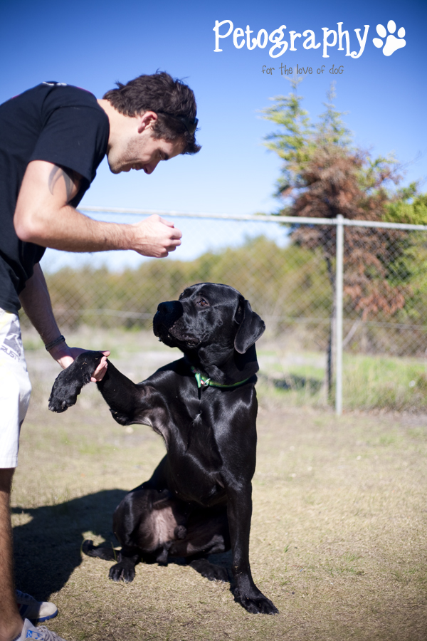 Petography Adoptables K9 Dog Rescue Mandurah