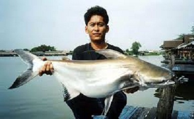 Resep Umpan Mancing Ikan Patin Sungai
