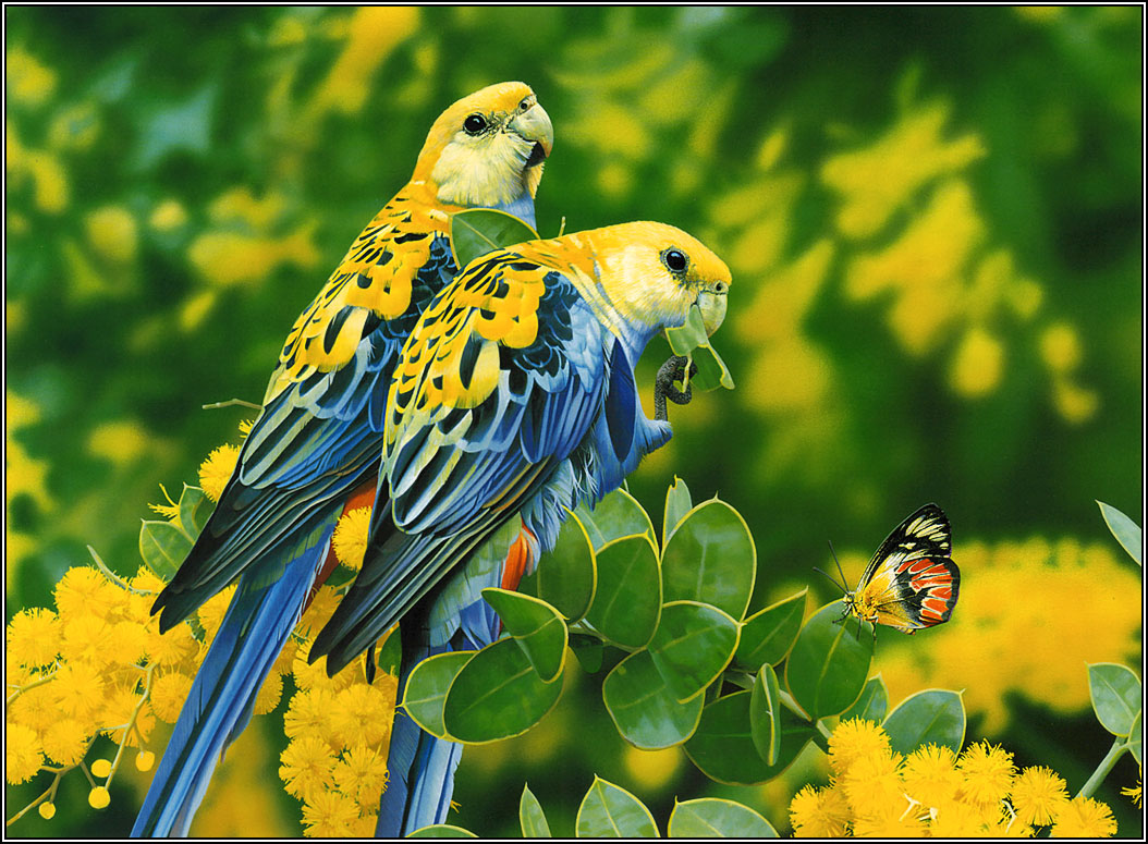 Picturespool Love Birds Wallpapers Beautiful Birds Pictures