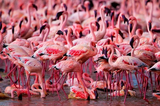 Amazing World & Fun: Pink flamingos in Lake Nakur, Kenya