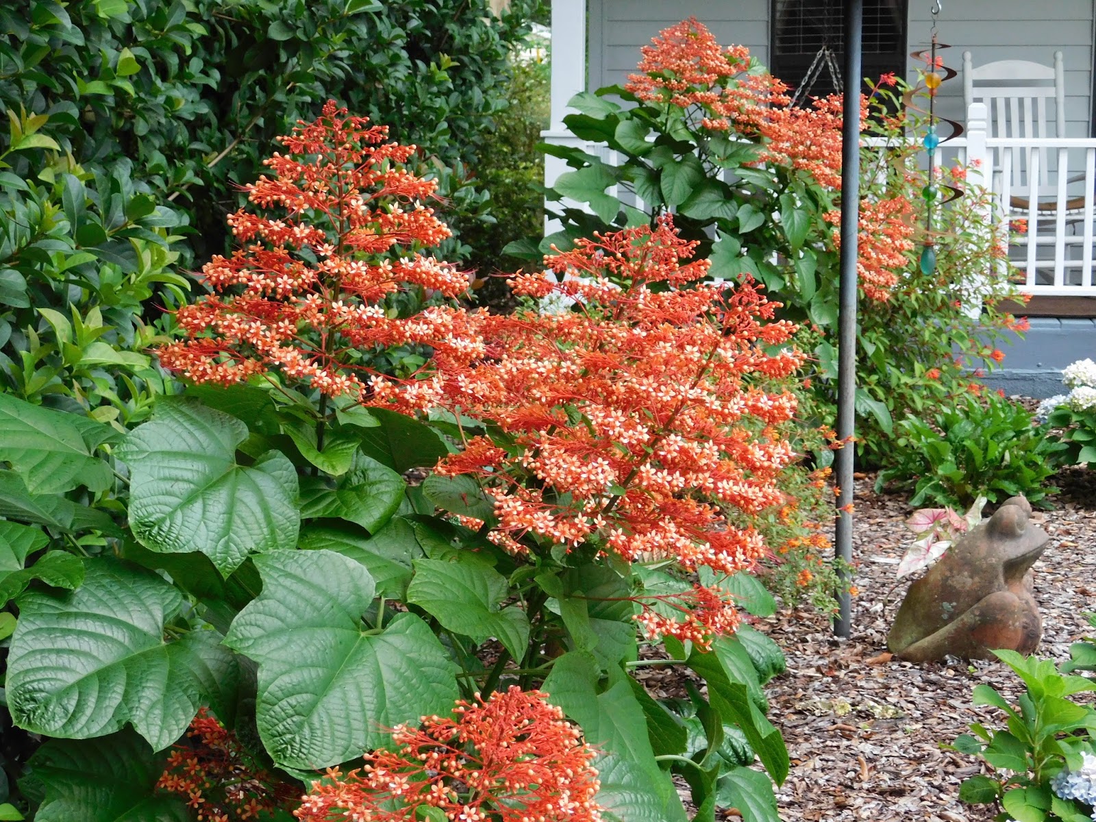 Garden On Fourth Street Summer Blooms Central Florida