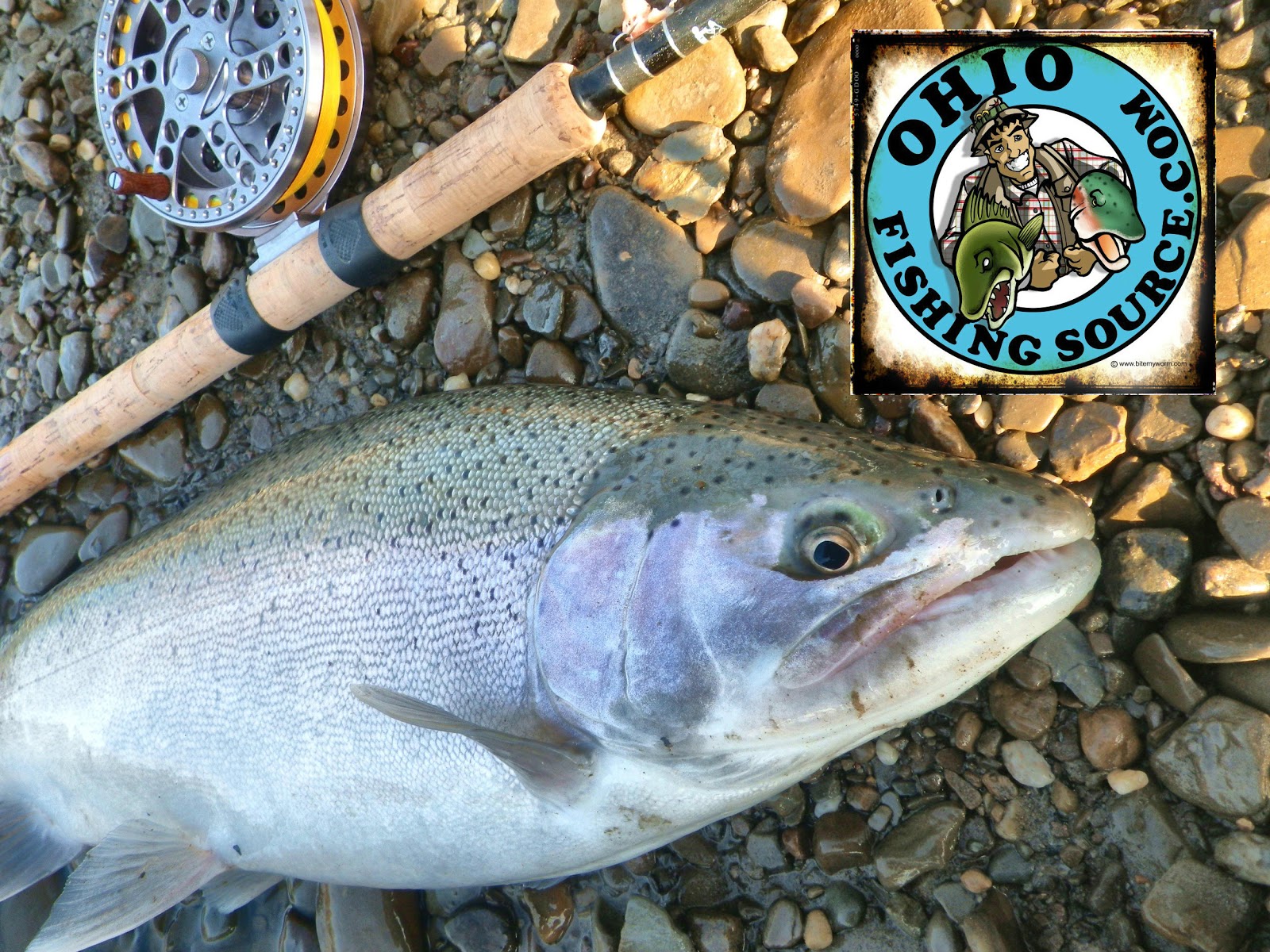 Ohio Fishing Source Winter Steelhead