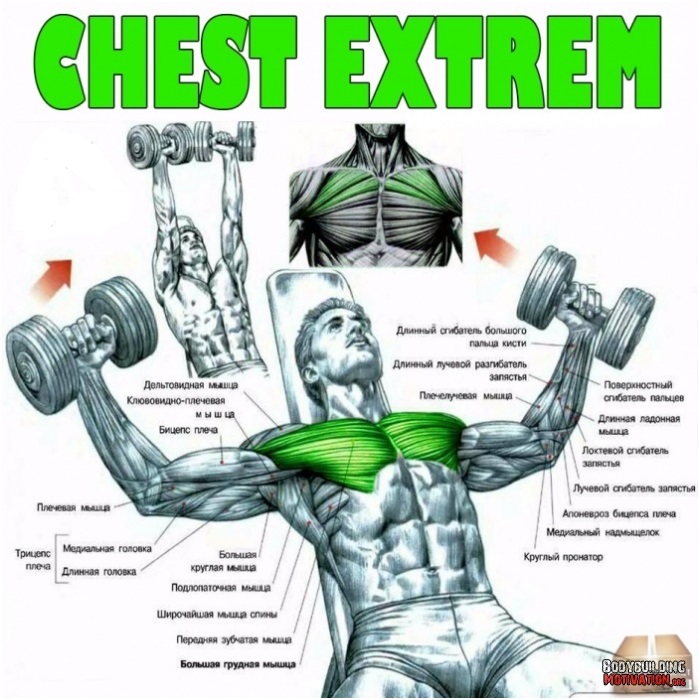 The Basics Of Dumbells And Dumbbell Workouts multiple fitness
