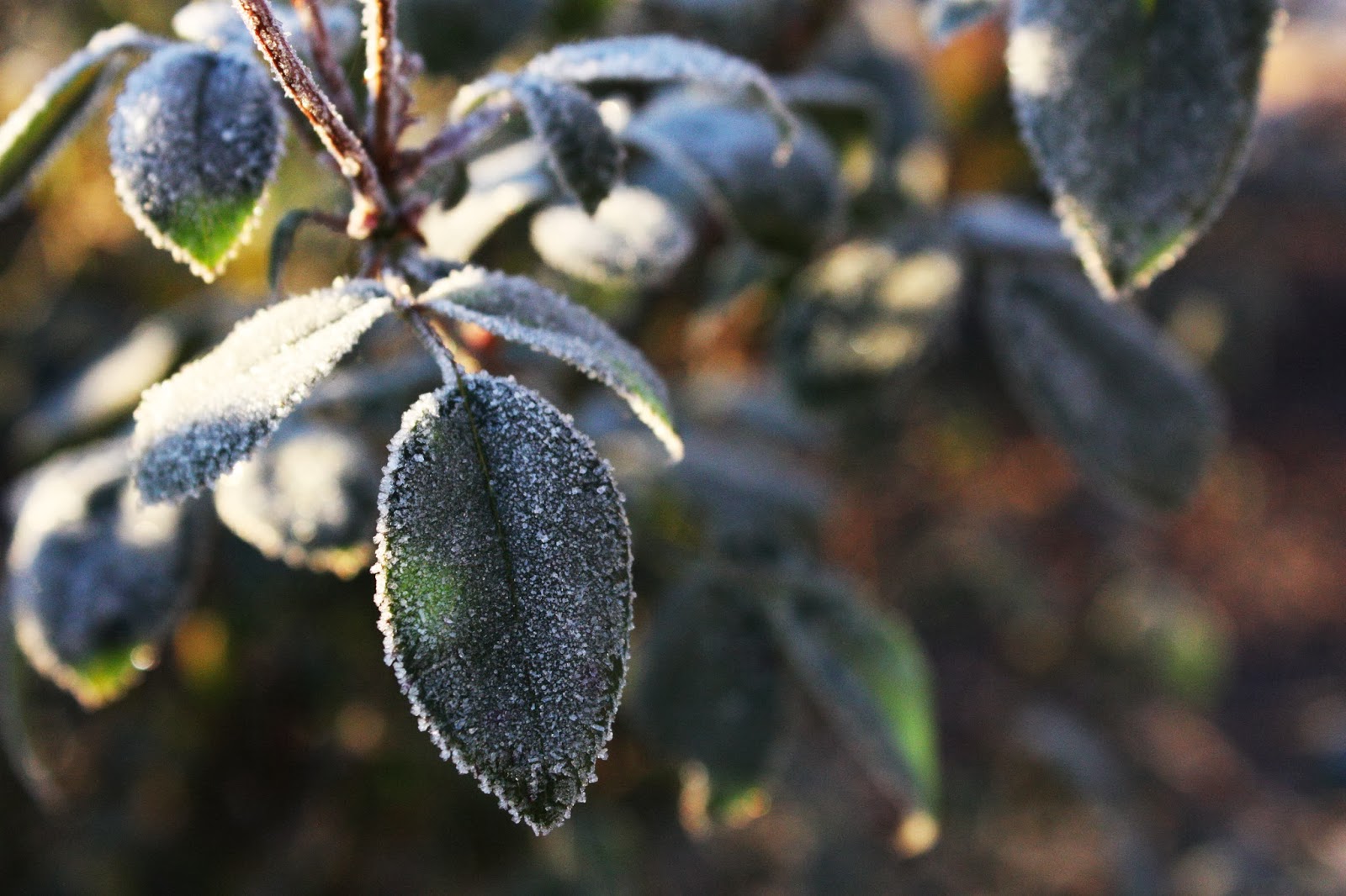 Frost on the Roses