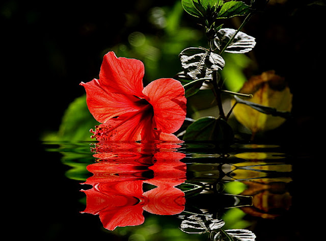 flowers flowers