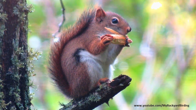 Squirrel Uses Tool To Clean and Sharpen Teeth