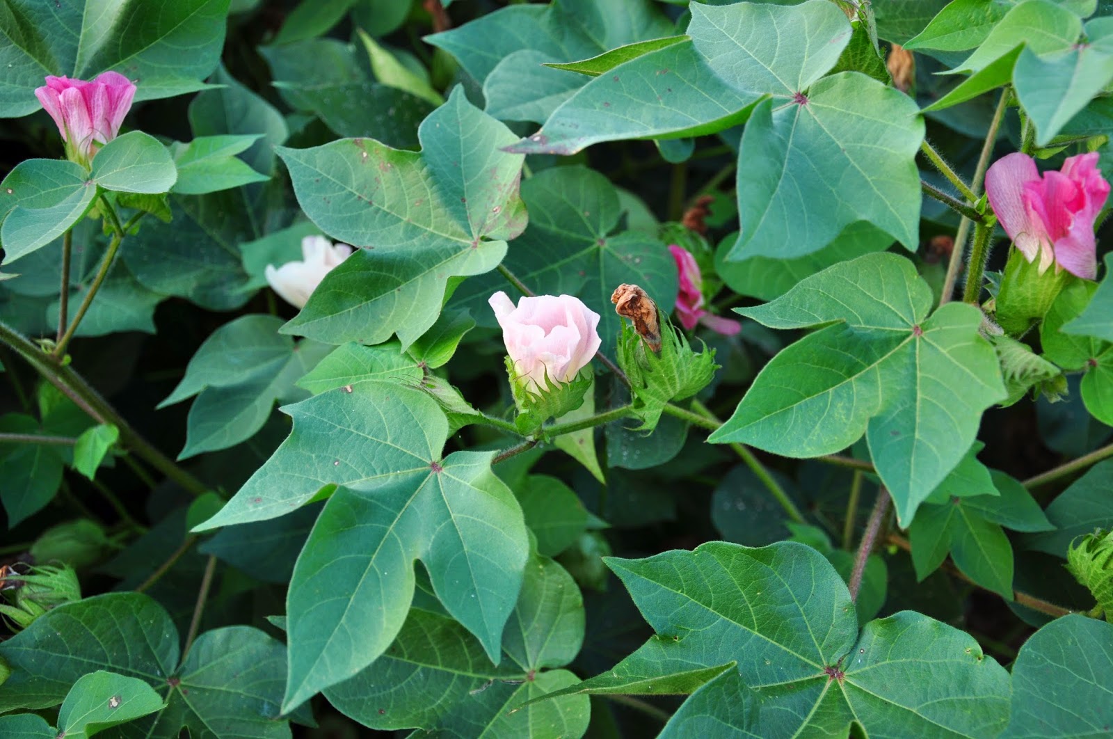 Cotton Blooms