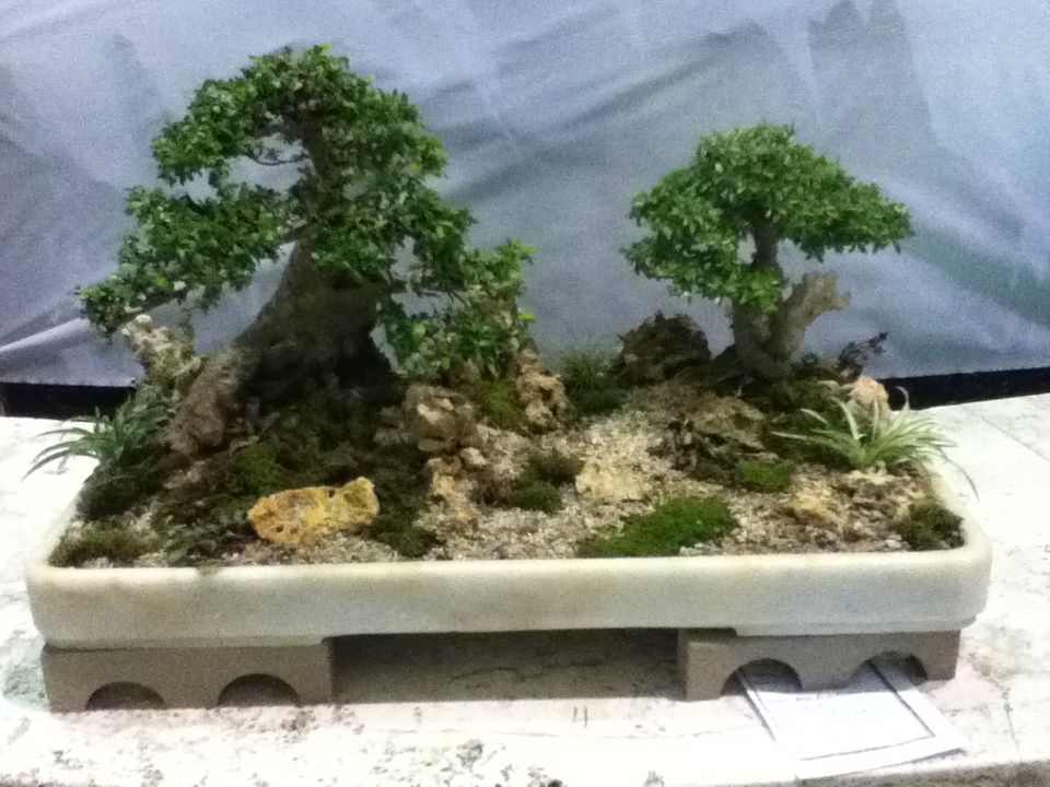 PUERTO RICO GALLERY Bonsai de Puerto Rico