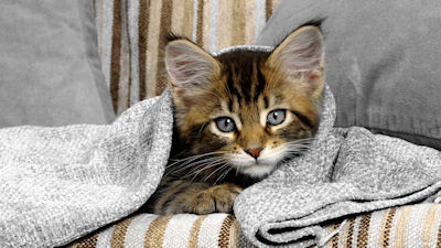 Mi mascota preferida; ¡Un lindo gatito! - Little kitten