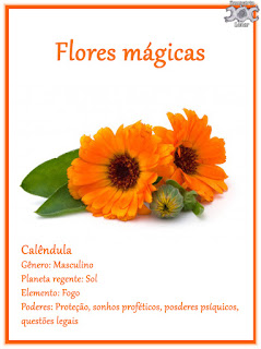 Flores mágicas: Calêndula