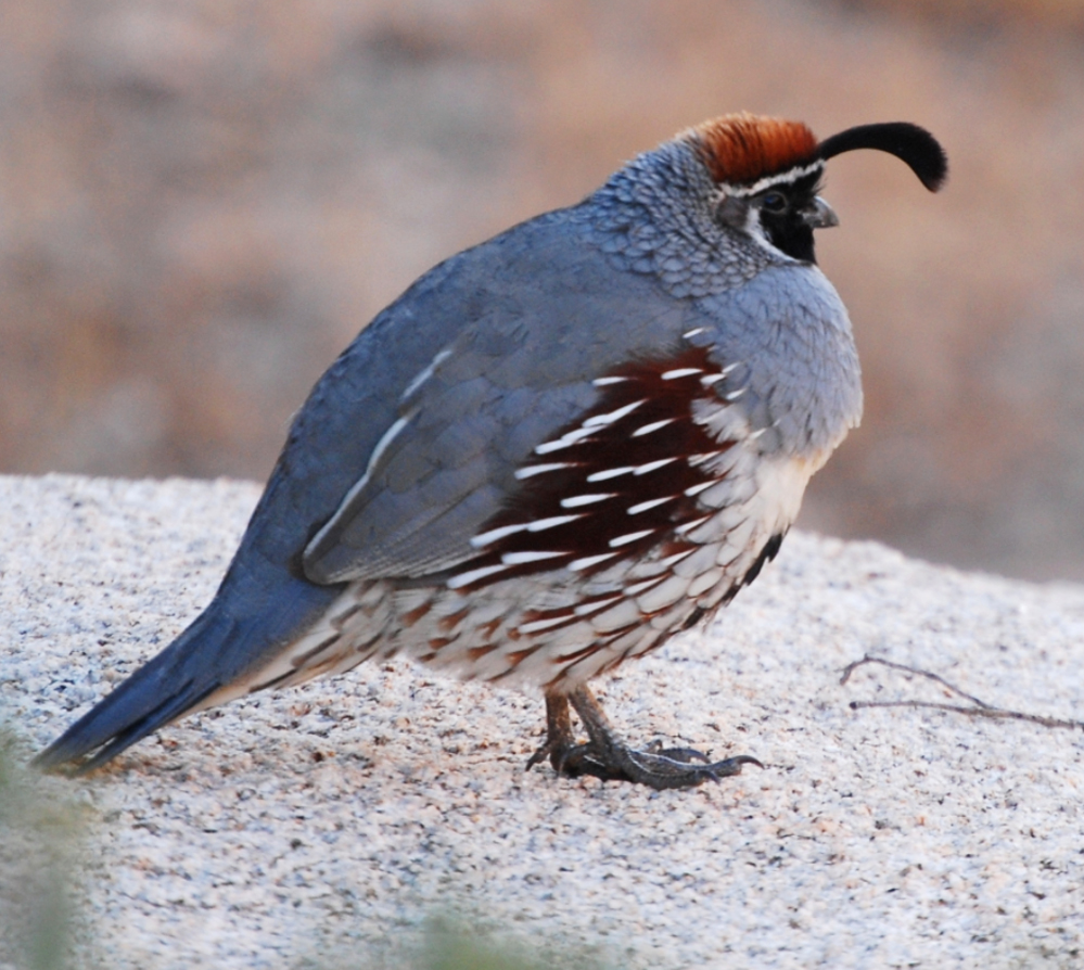Maritime with holes for thumb sized birds, mum son spunk