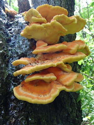 Las Bronaczowa, majowe grzyby