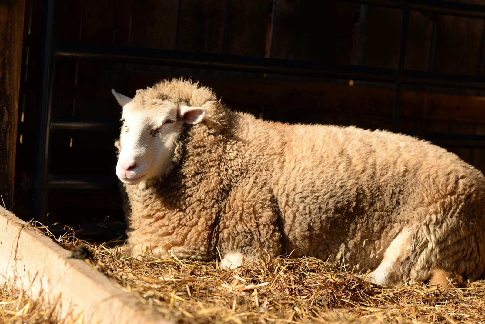 к чему снятся овцы. сонник во сне видеть барана. сонник сон овцы. сонник сон овцы. сонник сон овцы.