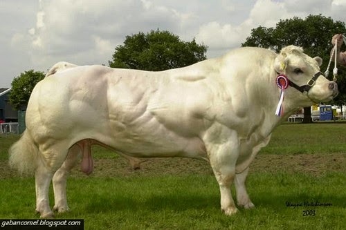 Hasil carian imej untuk lembu sado