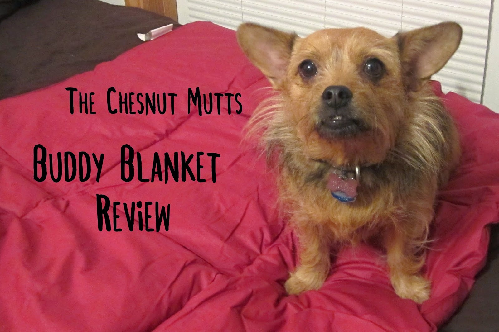 The Chesnut Mutts Buddy Blanket Review