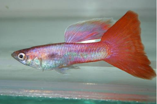 Ikan Guppy Mempunyai Beragam Jenis dan Bentuk tetapi pada umumnya ikan Guppy terbagi emnaj JENIS GUPPY BIASA BERNAMA MAGENTA