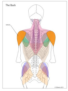 A diagram of the back muscles, highlighting the deltoids.