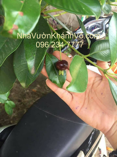 Thú nuôi, cây cảnh: Cây Cherry Brazil đã ra trái. Cung cấp giống chất lượng. Cherry-dang-co-trai