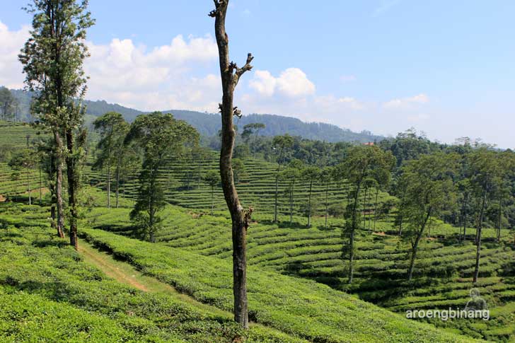 agrowisata perkebunan teh pagilaran batang