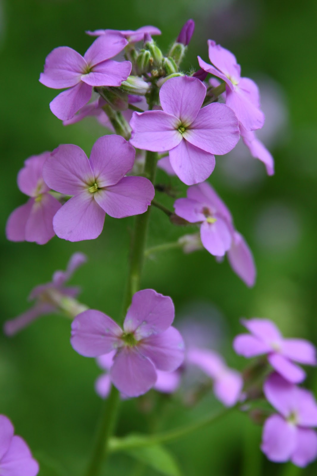 Isabella Conservation District Environmental Education Program: A tale