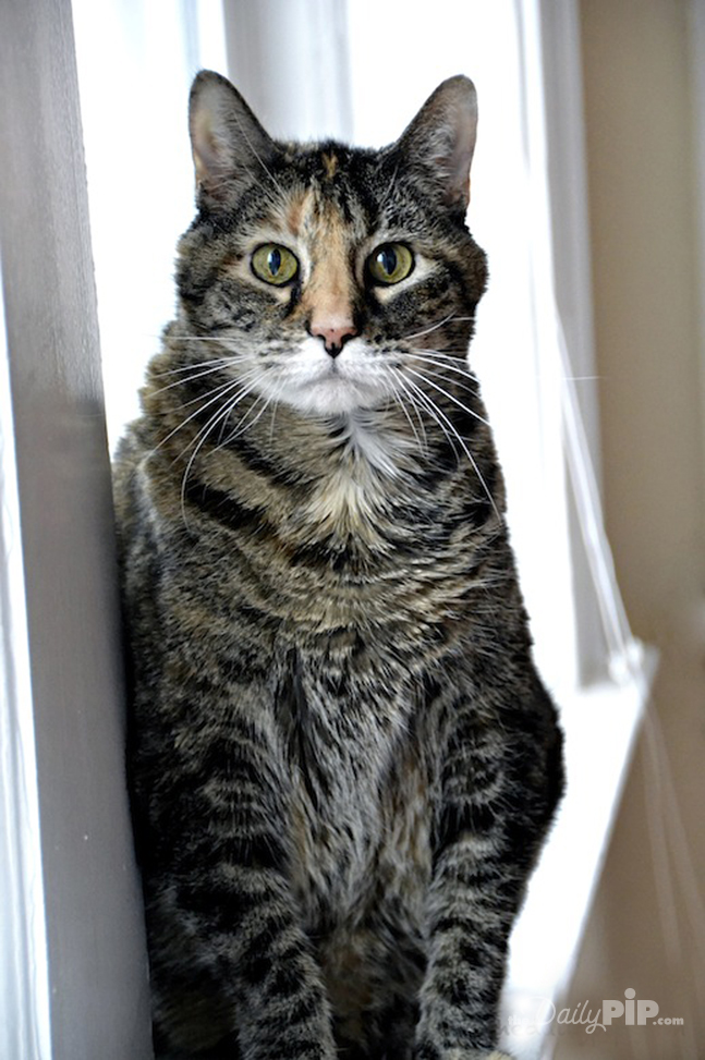 The Specials: Adopting a Cat Whose Owner Has Passed Away Adopting a senior cat left behind after her owner passed away