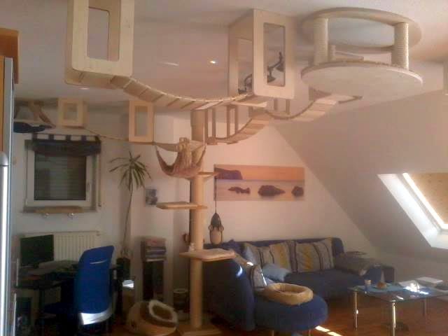 Cat shelves covering a whole living room ceiling with cat tree leading up to it.