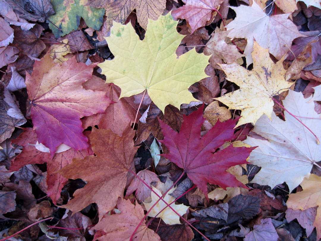 Durham Weaver: Autumn Colours