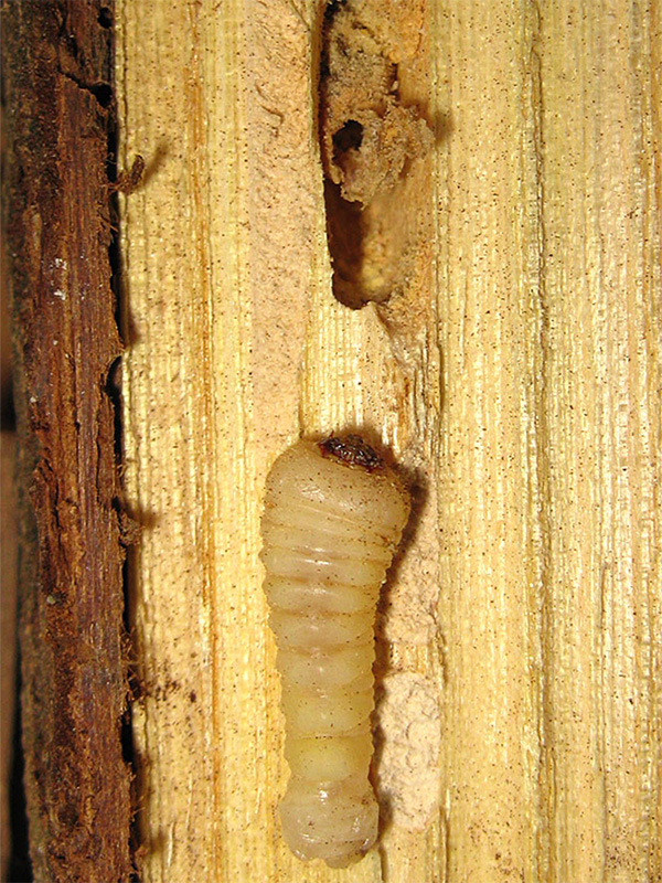 Tratamientos de la madera - Plagas de termitas y carcoma