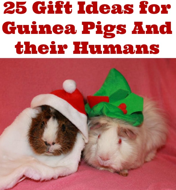 Guinea Pigs Rule 25 Gift Ideas for Guinea Pigs and Their Human Owners