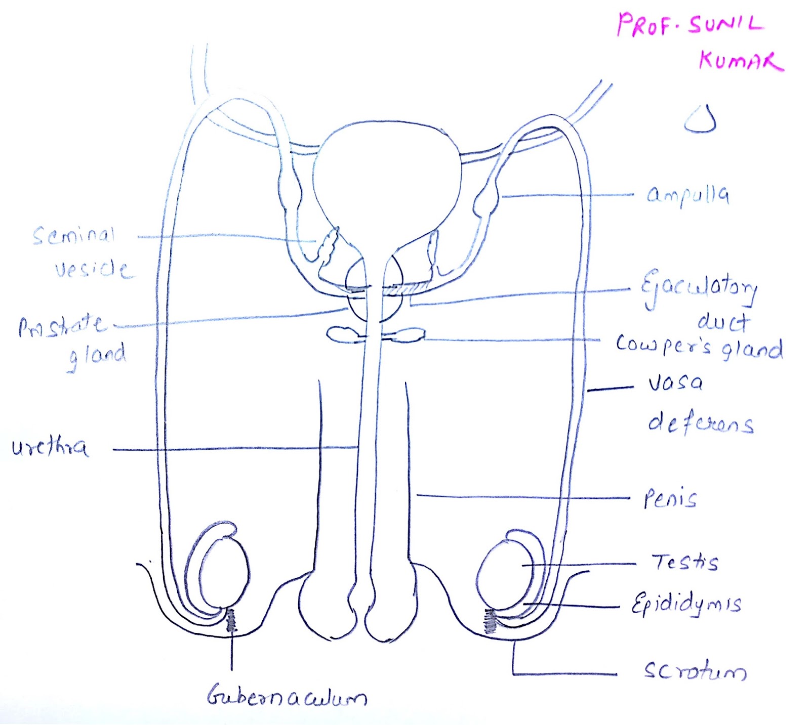 assignment on male reproductive system